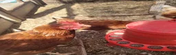 Hens poultry for sale: 6 warren hens for sale, - Advert 1