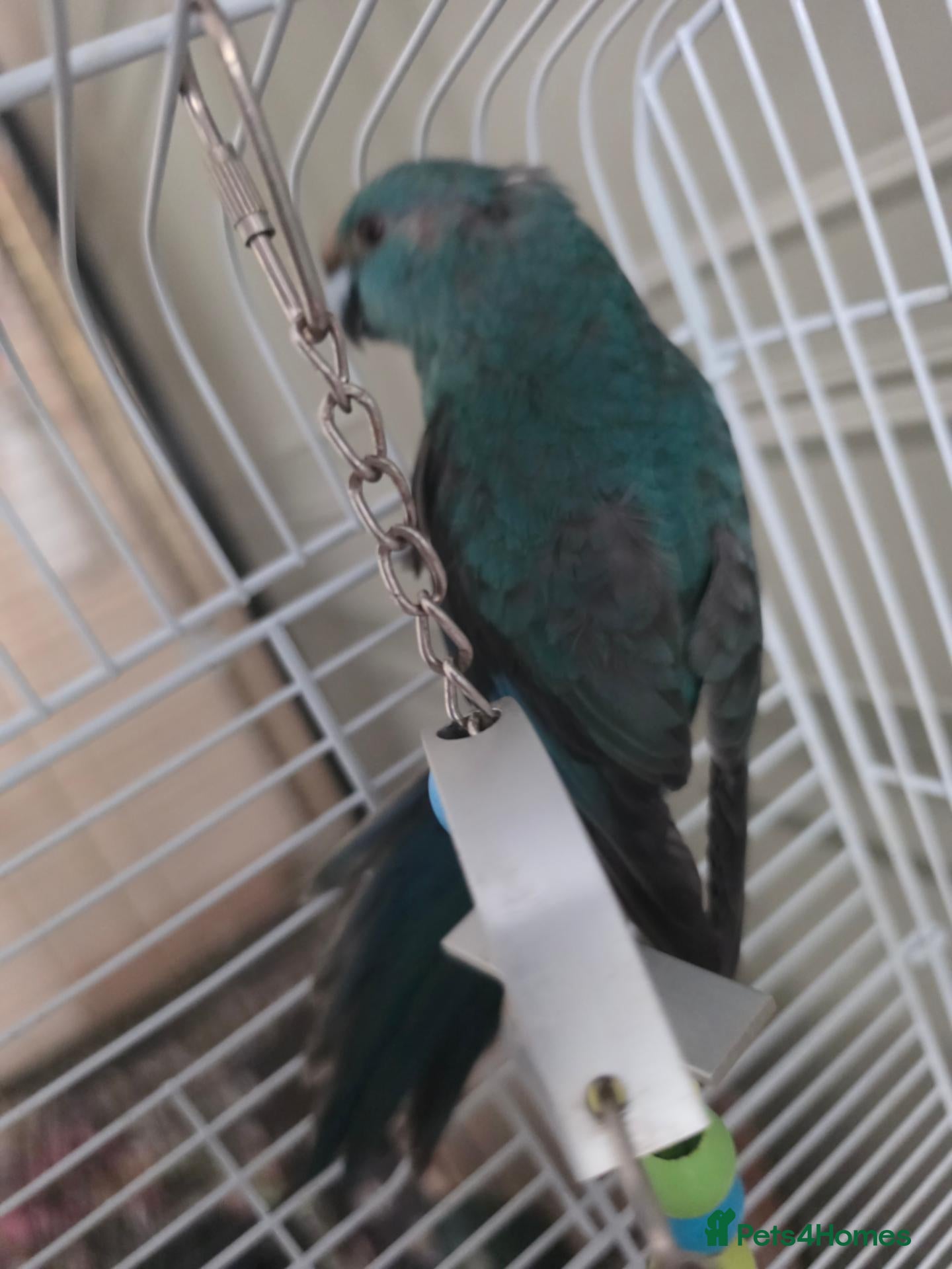 Mixed Breed birds Kakariki/ love birds  - Advert 1
