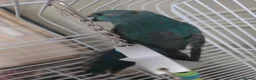 Mixed Breed birds for sale: Kakariki/ love birds  - Advert 1