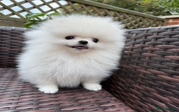 Pomeranian dogs for sale: Pom bears looking for loving homes❤️ - Image 2
