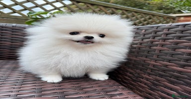 Pomeranian dogs - Advert 7