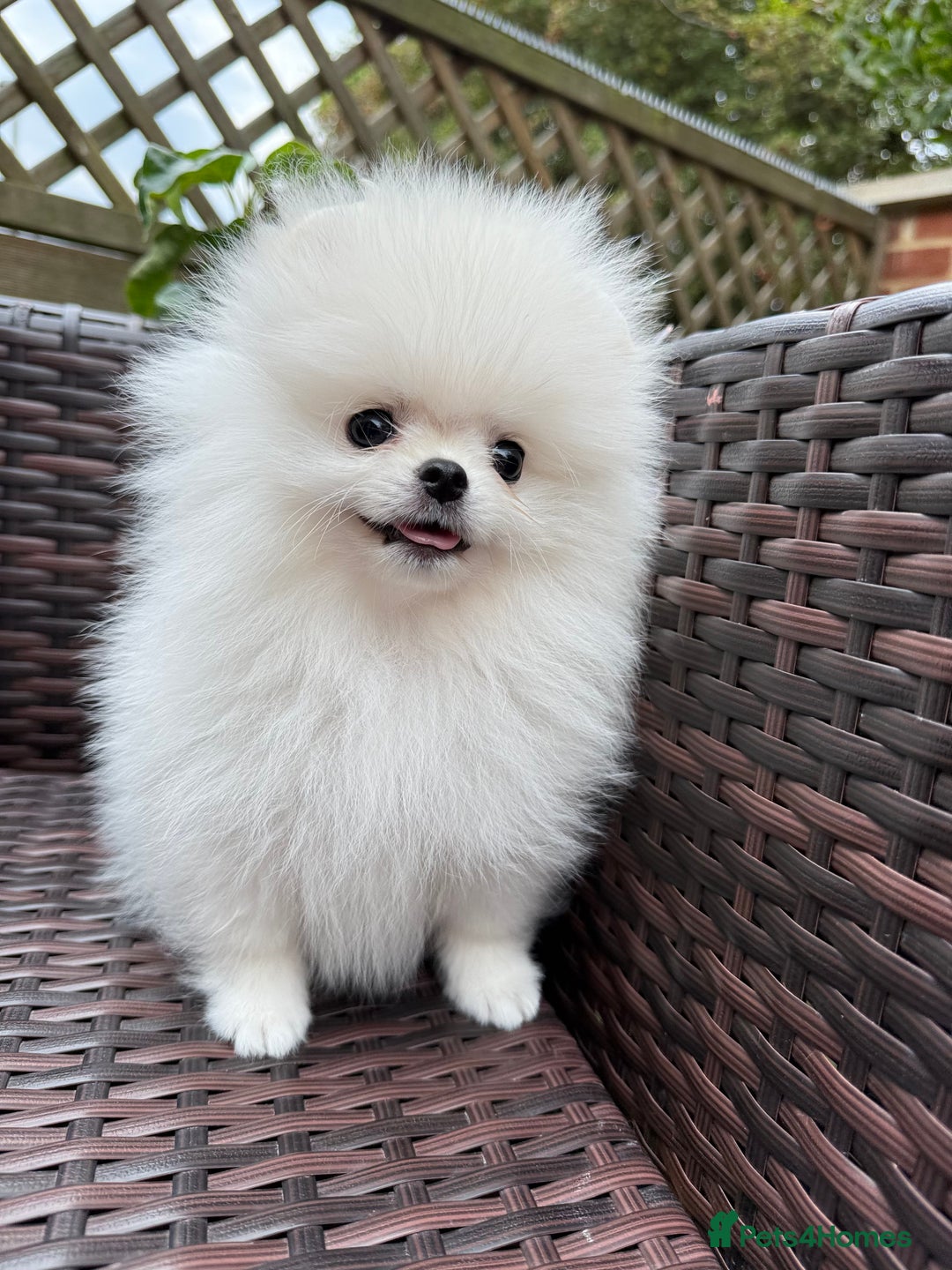Pomeranian dogs for sale: Pom bears looking for loving homes❤️ - Image 2