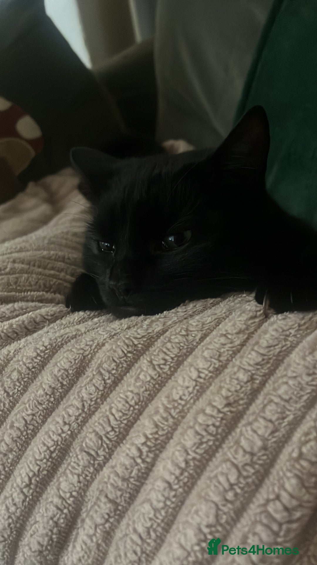 Mixed Breed cats for sale: 2 bonded cats - Advert 9