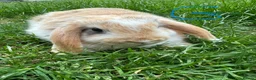 Mini Lop rabbits for sale: Mini Lop Rabbits For Sale  - Advert 4