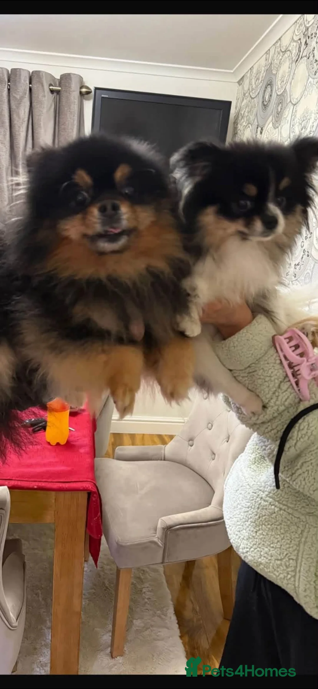 Pomeranian dogs for sale: Beautiful tiny Pom boy  - Advert 6