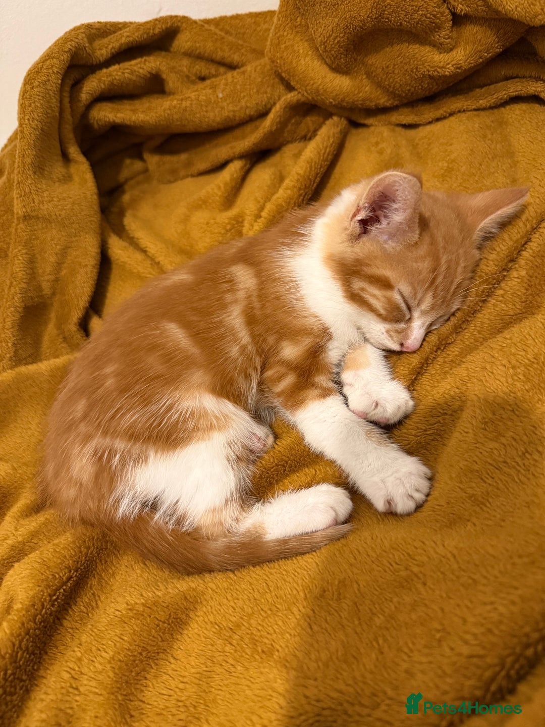 Mixed Breed cats for sale: Ginger & White Kitten Playful, Affectionate 🐾 - Image 7