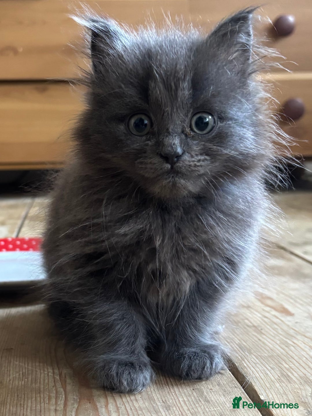 Mixed Breed cats for sale: Beautiful Mixed grey kitten ready for a new home! - Image 2