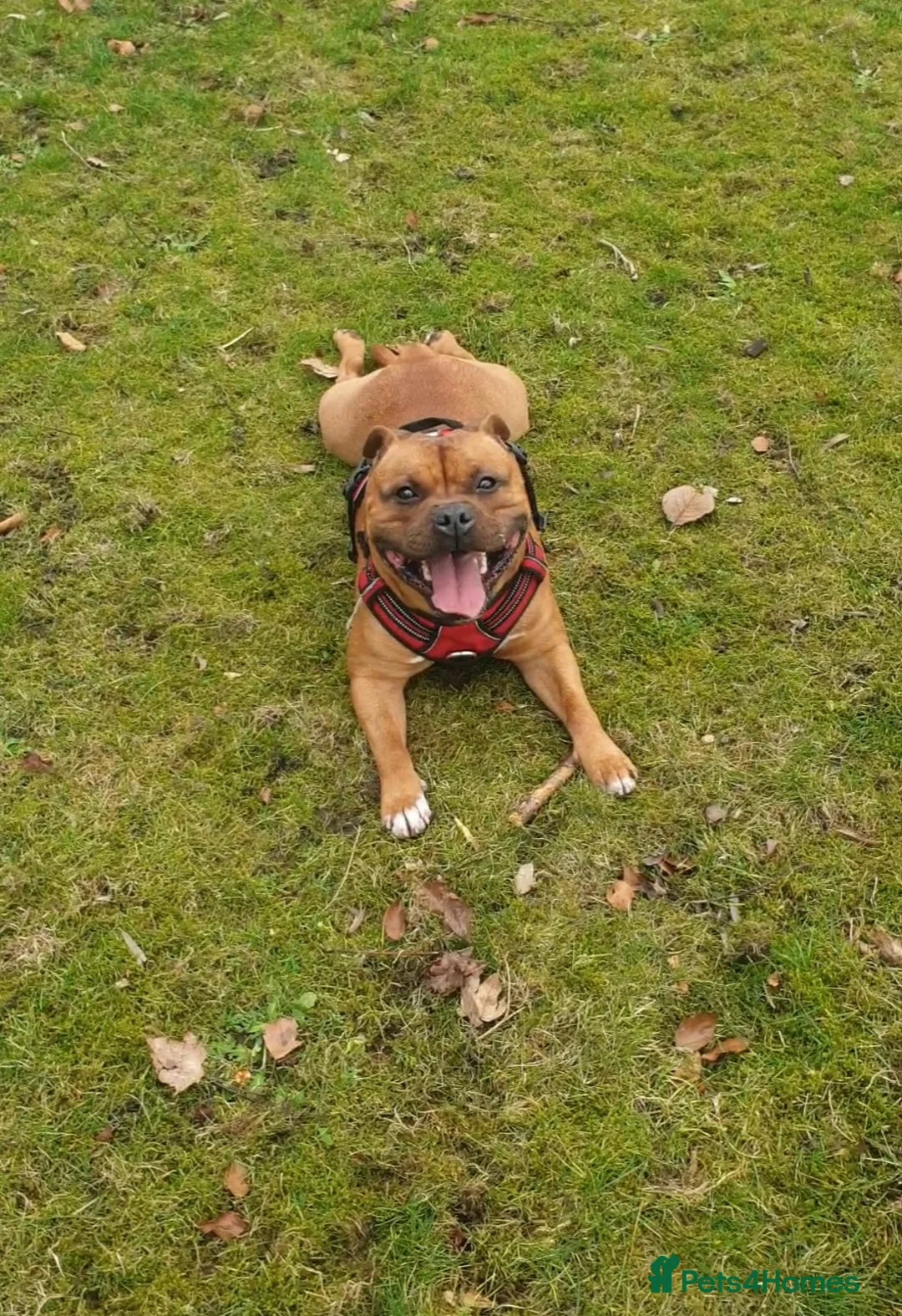 Staffordshire Bull Terrier dogs for stud: 🥨CHIEF CHAMPION SIRED. 🥨🏆  in Rochdale - Advert 10