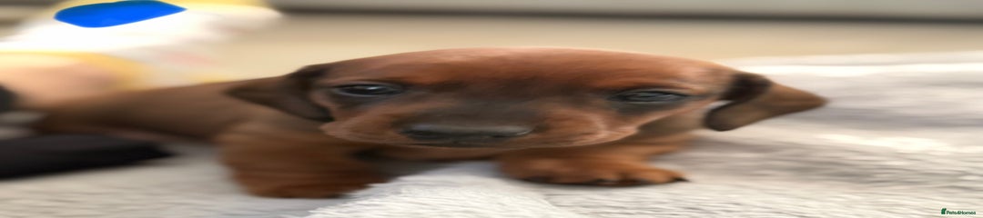 Miniature Dachshund Puppy 1