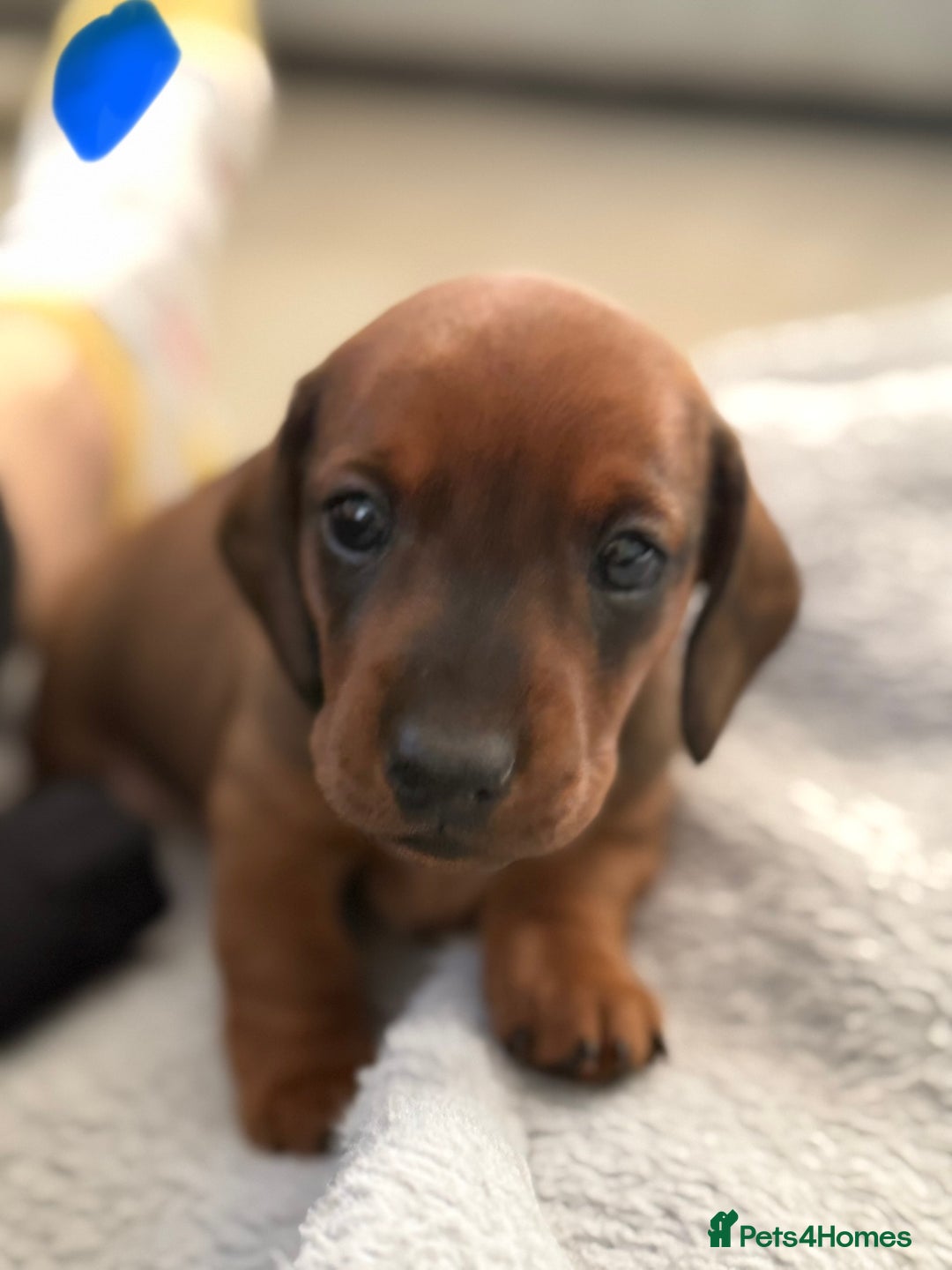 Miniature Dachshund dogs for sale: Miniature Dachshund puppies - Image 6