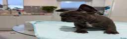 French Bulldog dogs for sale: French Bulldog puppies one girl and one boy - Advert 14