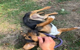 Mixed Breed dogs for sale: Meet Frankie 🌭🐾 - Image 4