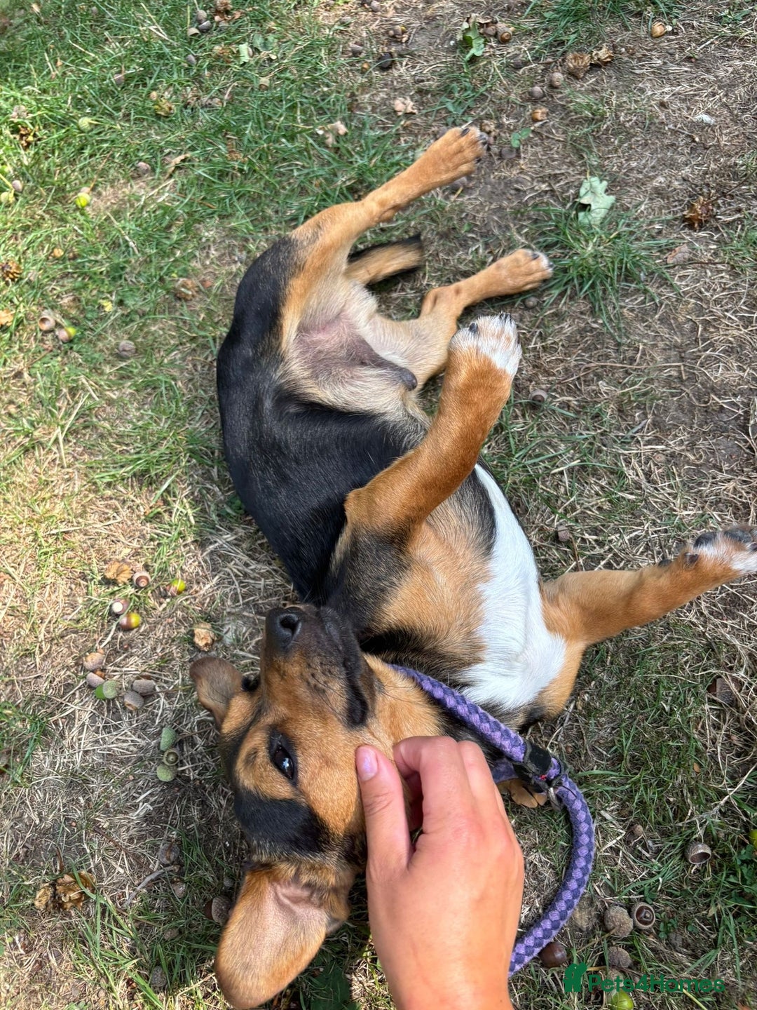 Mixed Breed dogs for sale: Meet Frankie 🌭🐾 - Image 4