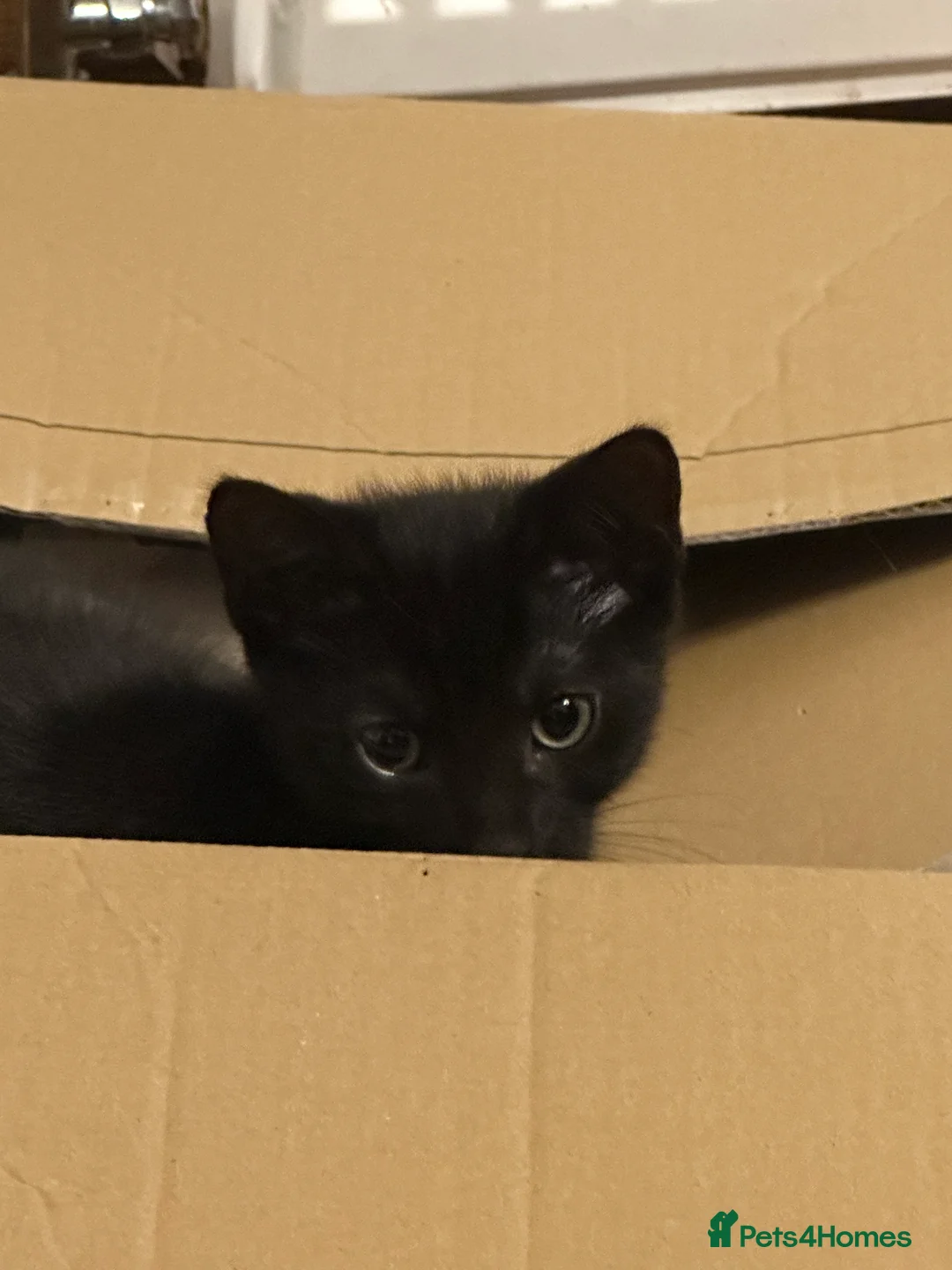 Mixed Breed cats for sale: 3 Beautiful kittens looking for a loving home❤️ - Advert 2
