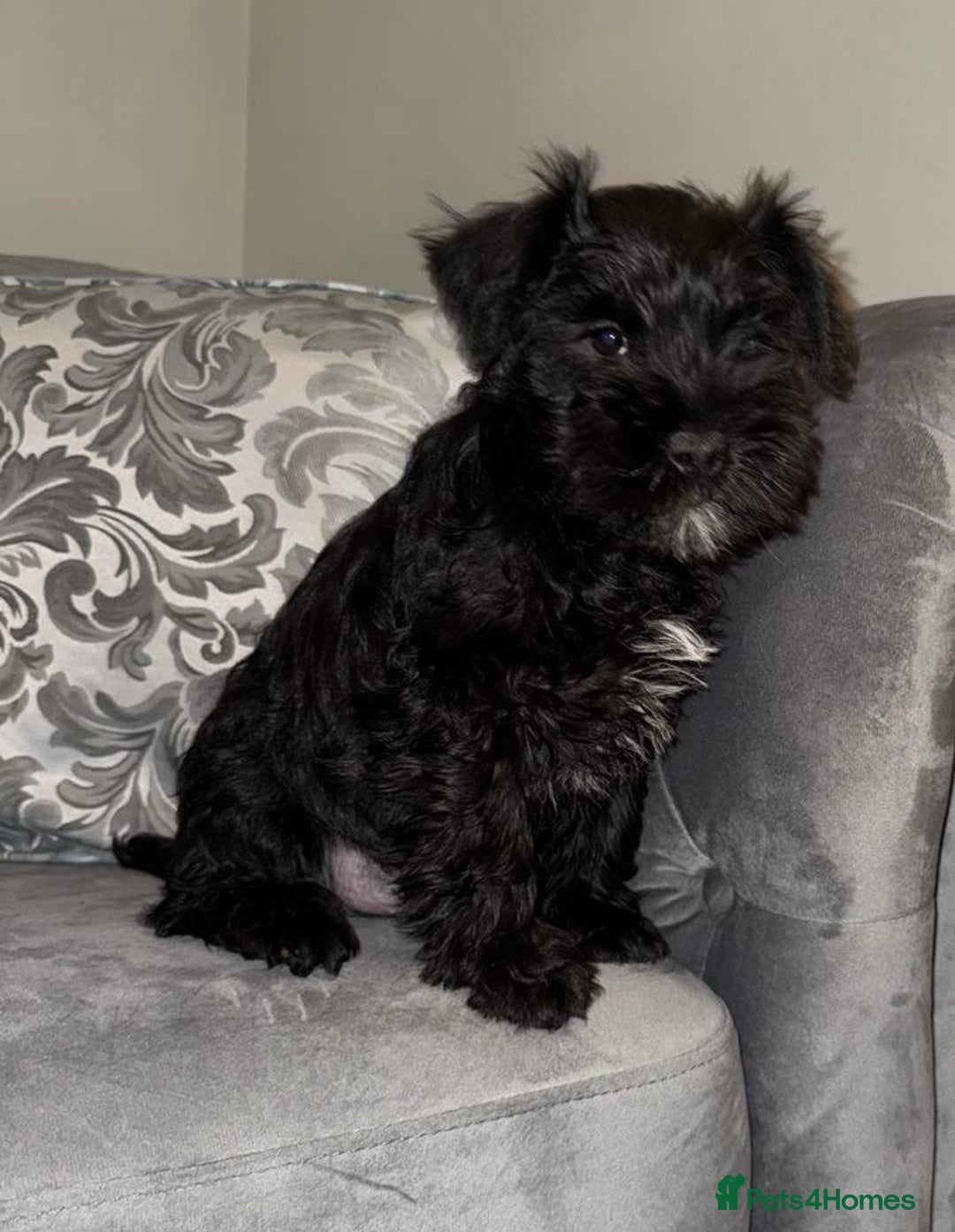 Miniature Schnauzer dogs for sale: KC Pedigree Mini Schnauzer - Advert 18