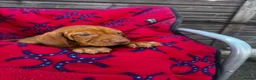 Hungarian Vizsla dogs for sale: Outstanding Kc registered Hungarian vizsla - Advert 18