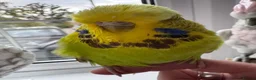 Budgerigars birds for sale: Super Tame Stunning Female Exhibition Budgie  - Advert 3