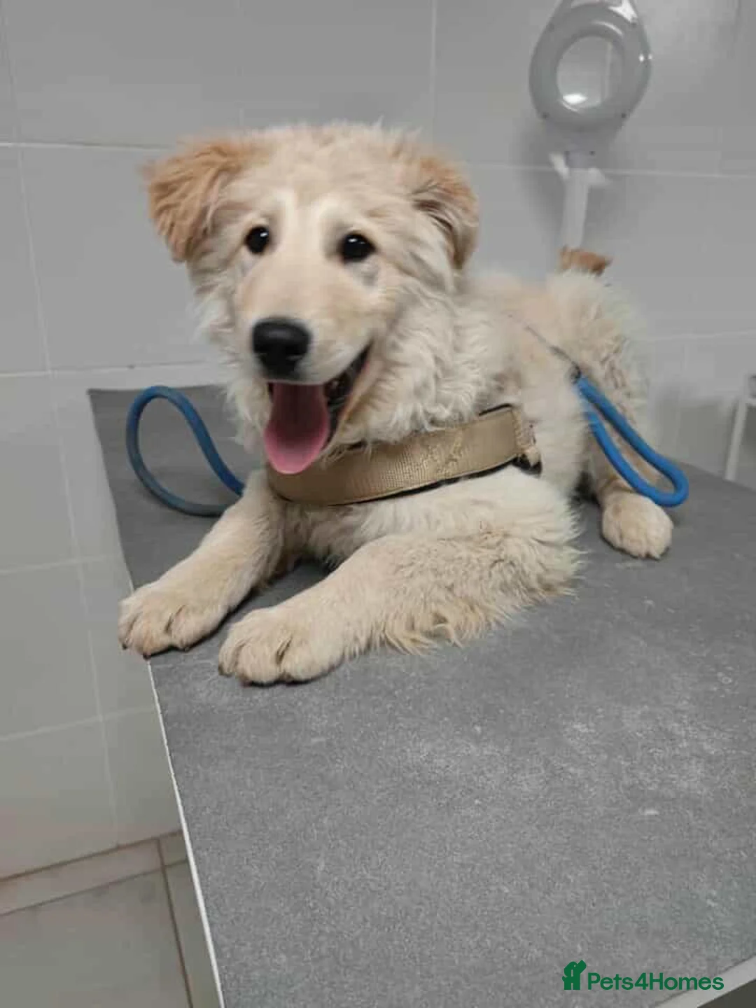 Mixed Breed dogs for adoption: Bubi! - Advert 4