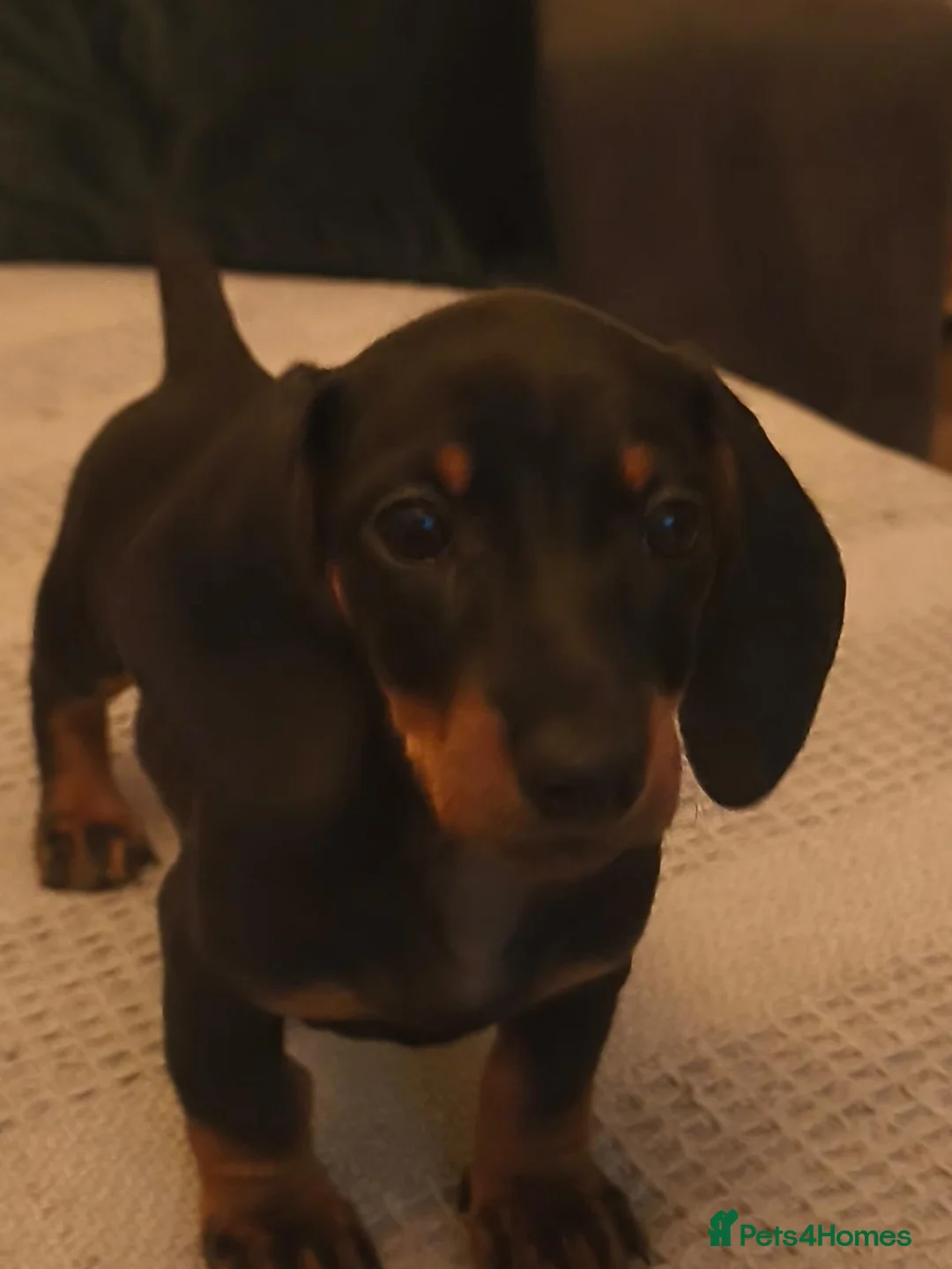 Dachshund dogs for sale: Two amazing mini dachshund two girls for sale - Advert 1