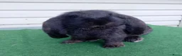 French Lop rabbits for sale: Baby French Lop - ready now  - Advert 5