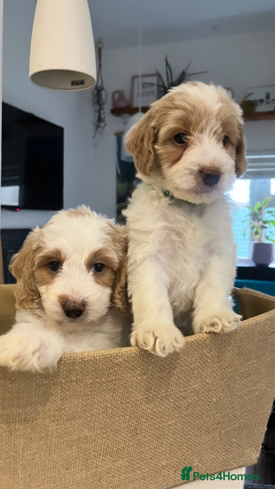 Australian Labradoodle dogs Absolutely Stunning Australian Labradoodle Puppies - Advert 4