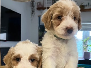 Australian Labradoodle dogs Absolutely Stunning Australian Labradoodle Puppies - Advert 7