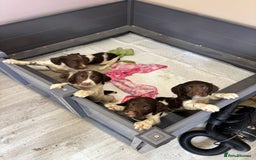 English Springer Spaniel dogs for sale: Springer Spaniel Puppies Ready to go - Image 1