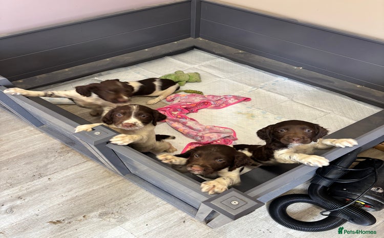 English Springer Spaniel dogs - Advert 3