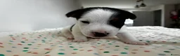 Jack Russell dogs for sale: Miniature Jack Russell’s looking for new homes  - Advert 3