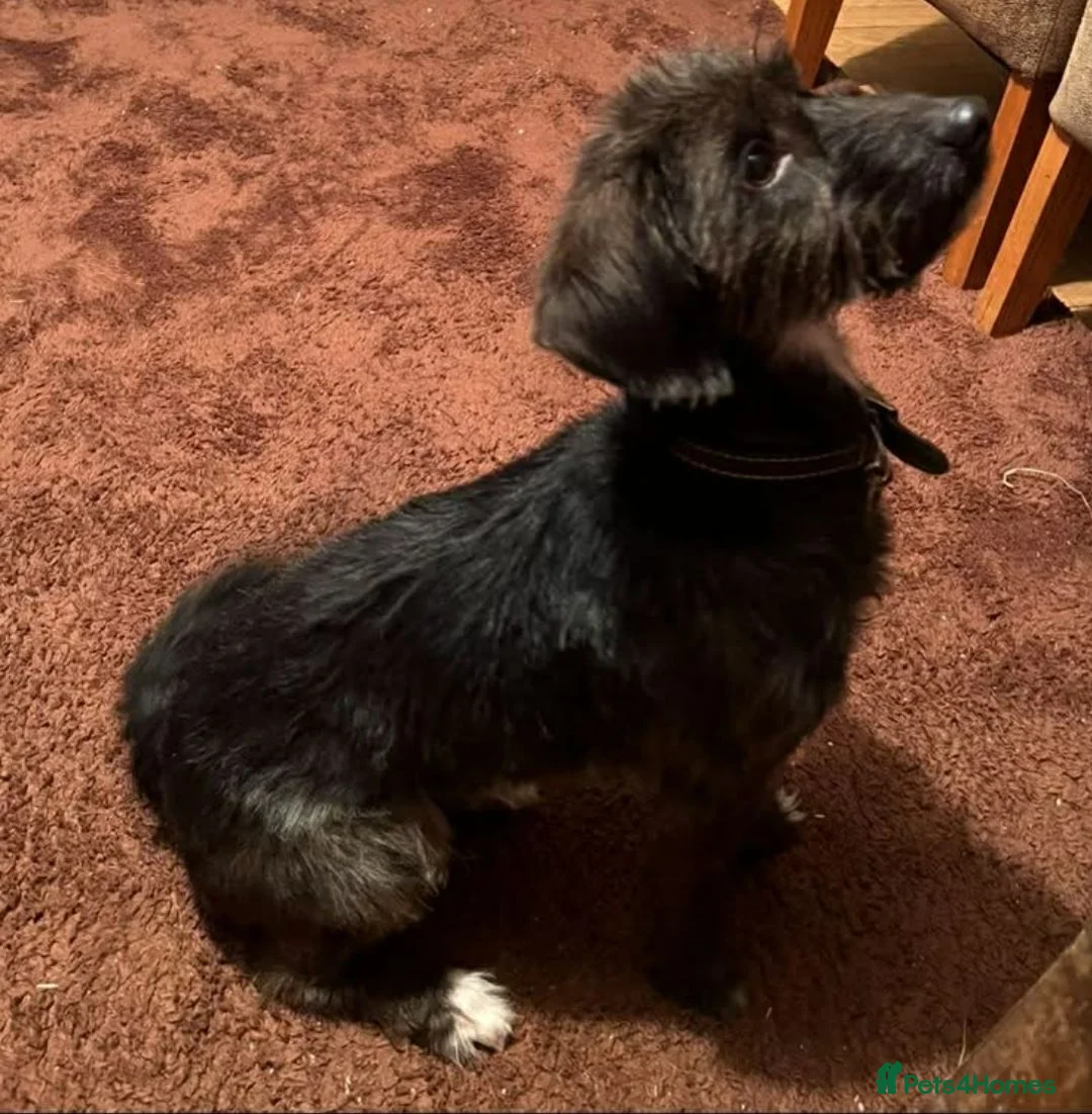 Mixed Breed dogs for sale: Cocker-Terripoo pups - Advert 8