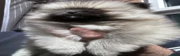 Pomeranian dogs for sale: Double Champion Lines Pomeranian KC Reg - Advert 20