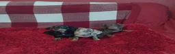 Dachshund dogs for sale: pedigree miniature dachshunds - Advert 5
