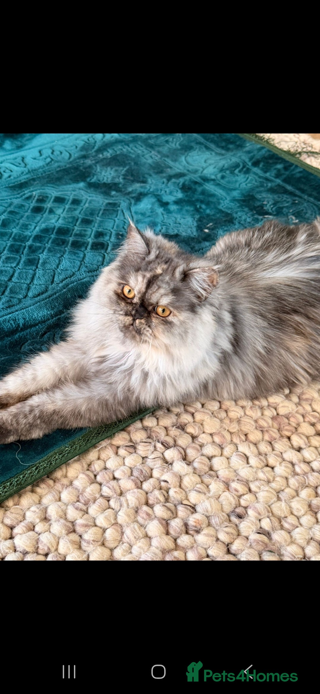 Persian cats for sale: Coco the persian chinchilla - Advert 4