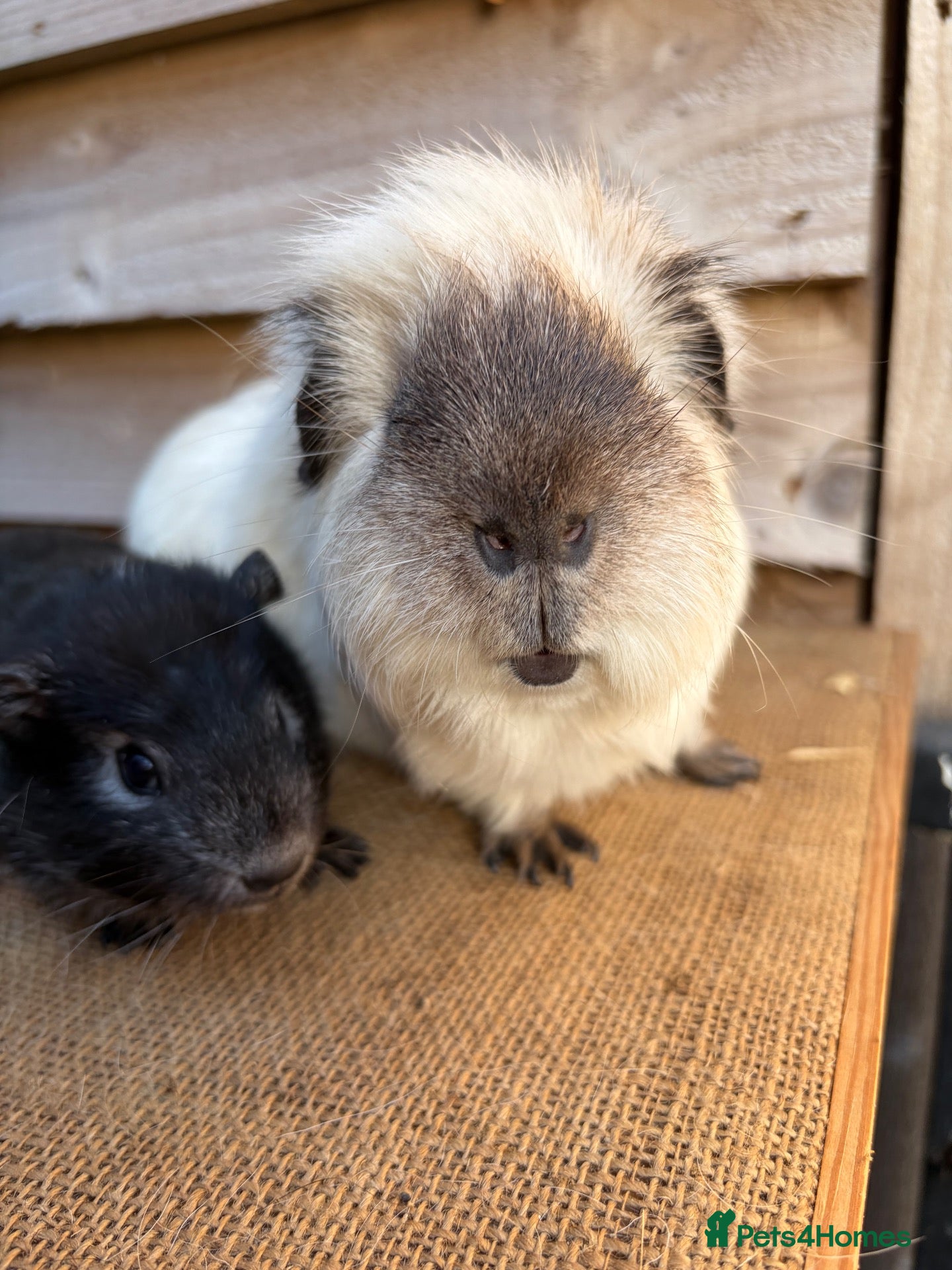 Guinea Pig rodents for sale: Handsome boars  - Advert 1