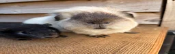 Guinea Pig rodents for sale: Handsome boars  - Advert 1