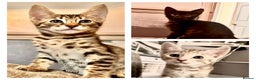 Savannah cats for sale: F4 Savannah kittens  - Advert 14