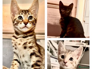 Savannah cats F4 Savannah kittens - Advert 5