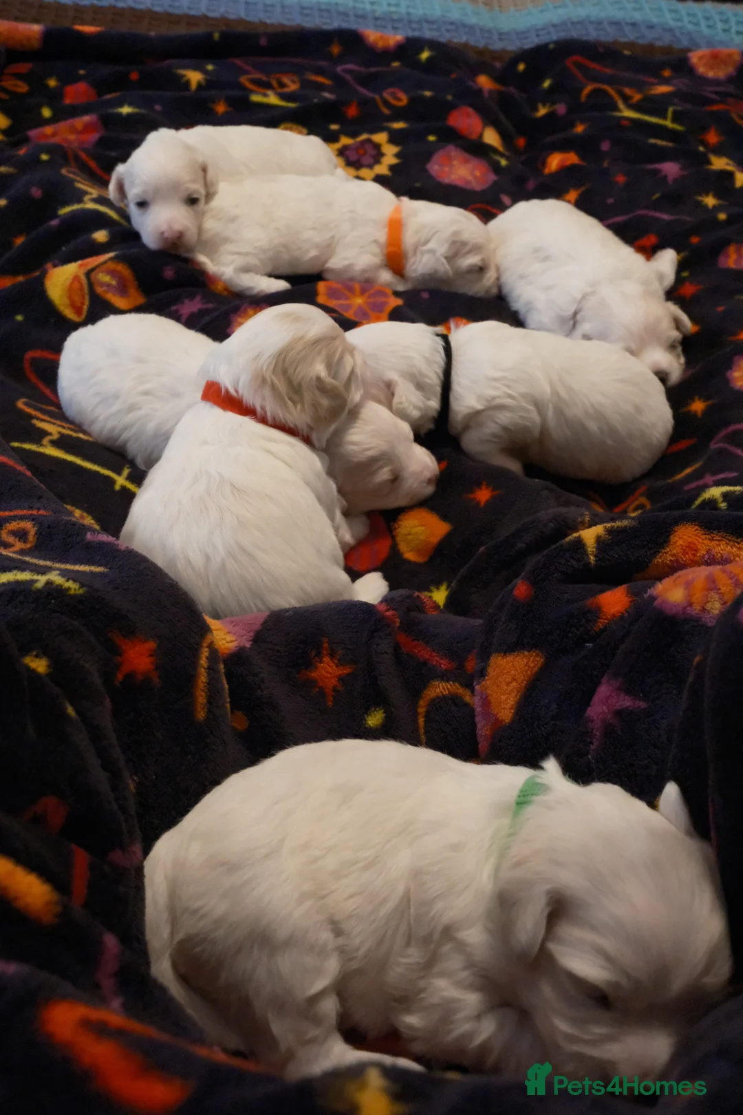 Bichon Frise dogs for sale: 7 bichon frise puppies for sale - Advert 1