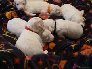 Bichon Frise dogs 7 bichon frise puppies for sale - Advert 6
