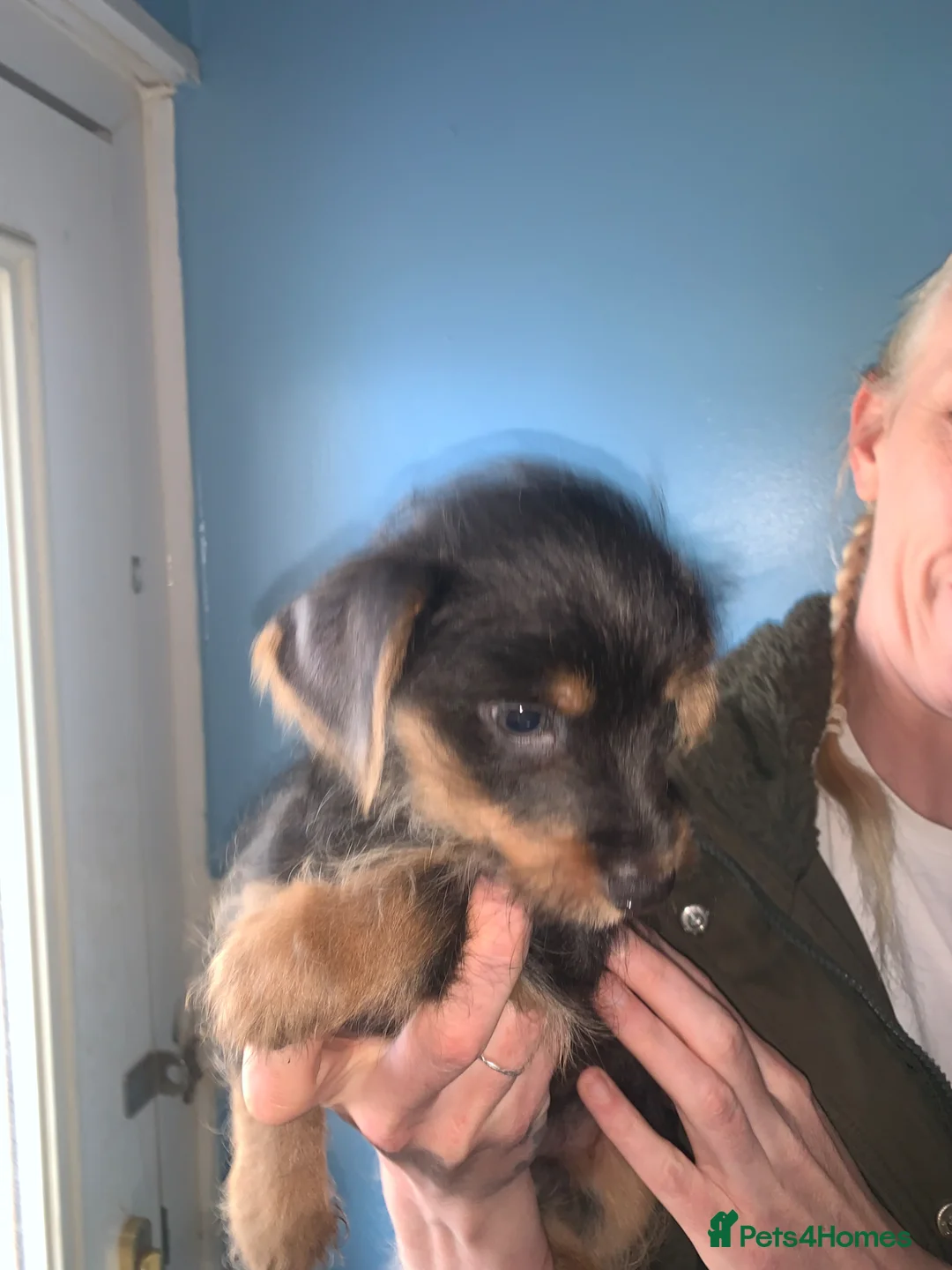 Chorkie dogs for sale: 1 lovely boy looking for forever home - Advert 10