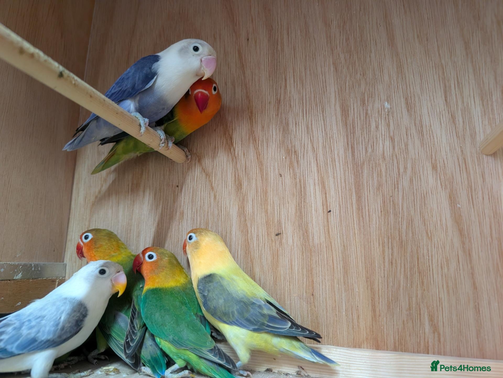 Lovebirds birds All colour Love Birds - Advert 2