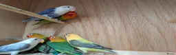 Lovebirds birds for sale: All colour Love Birds - Advert 2