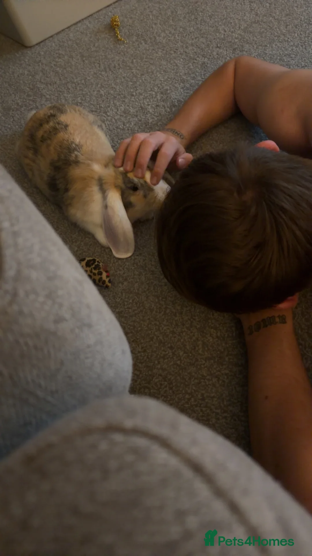 Mixed Breed rabbits for sale: 9 month old rabbit  - Advert 2