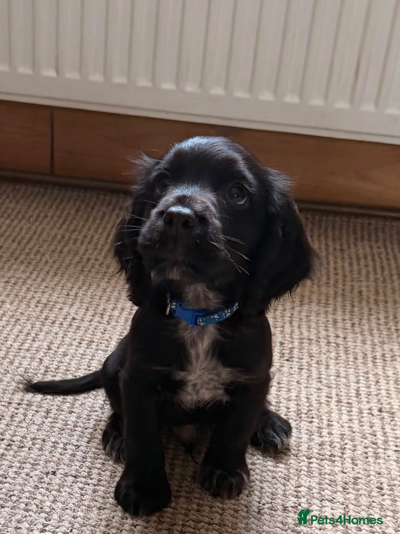 Cocker Spaniel dogs Working cocker spaniels  - Advert 2