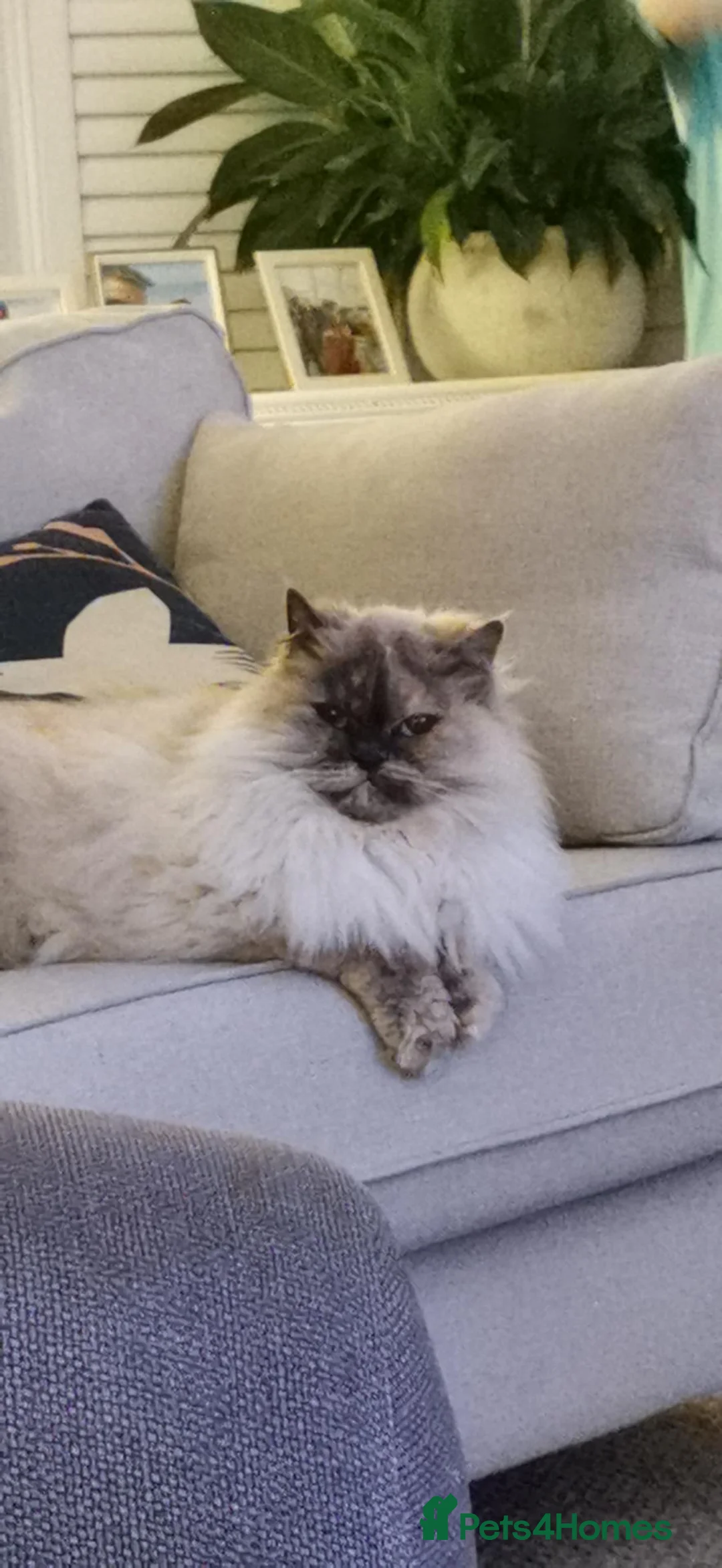 Persian cats for sale: 5 year old Female Himalayan Persian - Advert 1
