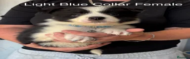 Light Blue Collar Female