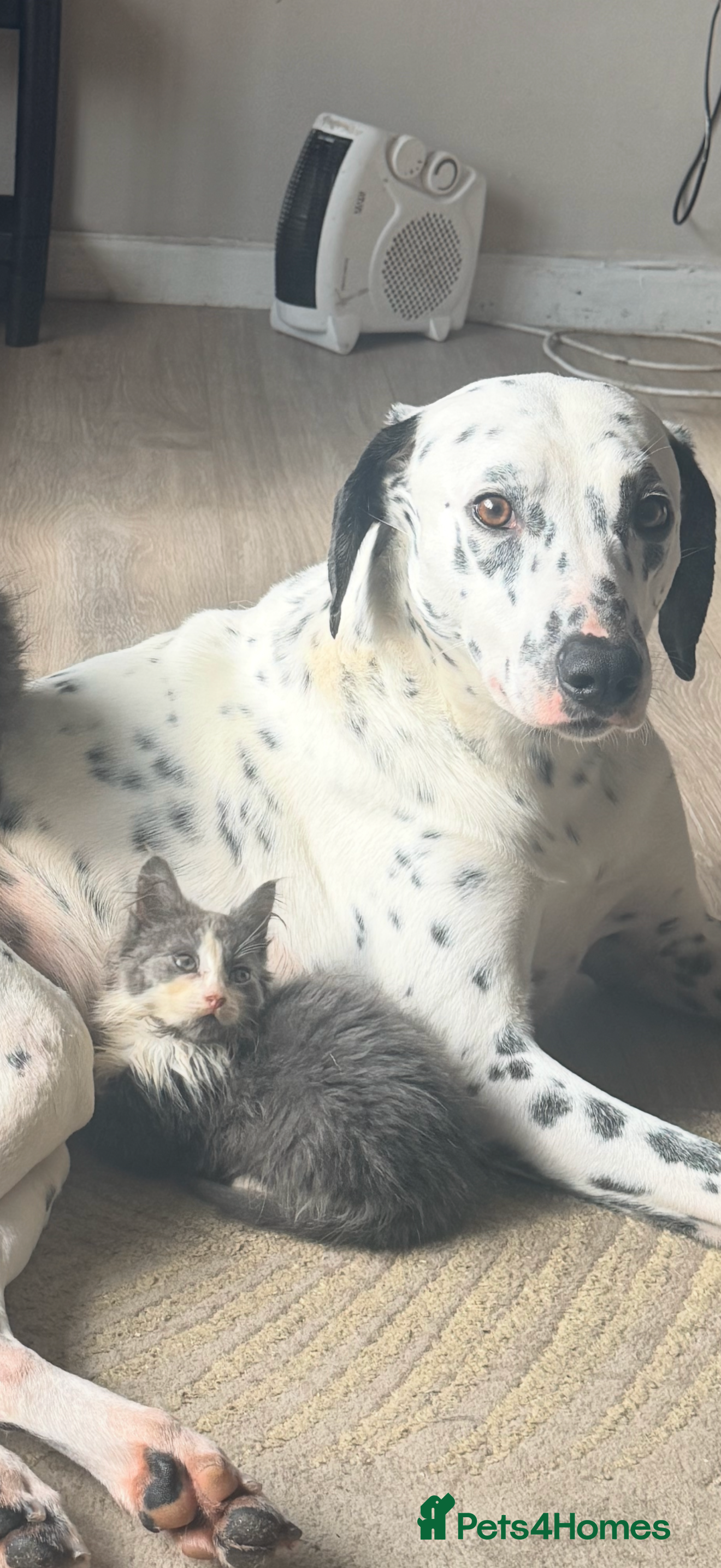 Mixed Breed cats Grey and white longhaired ragdoll x kitten  - Advert 19