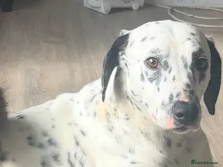 Mixed Breed cats Grey and white longhaired ragdoll x kitten - Advert 19