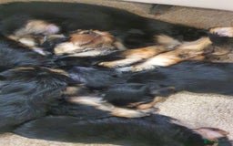 Yochon dogs for sale: 6 beautiful pups for sale - Image 3