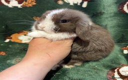 Mini Lop rabbits for sale: Beautiful Baby Mini lops ready now  - Image 8